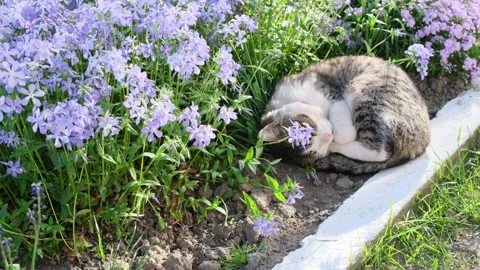 Kitten on a background of beautiful flowers. Stock Footage 196811833