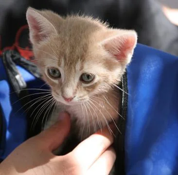 Kitten in Backpack Stock Photos
