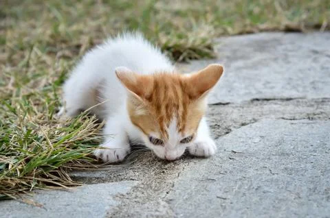 Kitten in the backyard Stock Photos