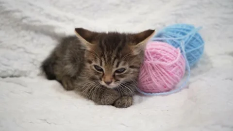 Kitten with a ball Stock Footage 196541544