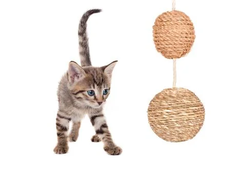 Kitten with balls Foto stock