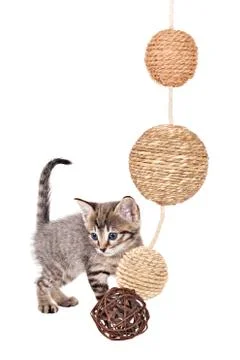 Kitten with balls 写真素材
