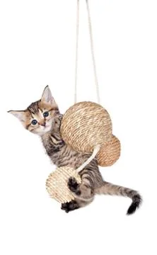 Kitten with balls Stock Photos