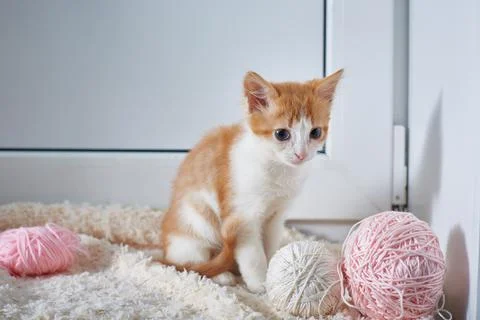 Kitten with balls of thread on a light background Stock Photos