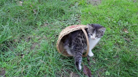 Kitten in basket Stock Footage 56148973