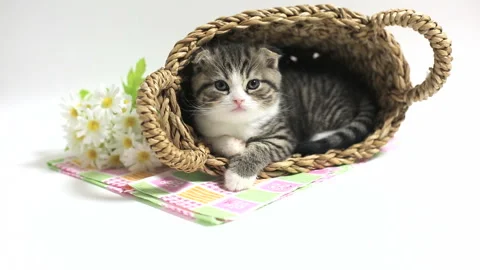 A Kitten in a Basket 動画素材 332501241