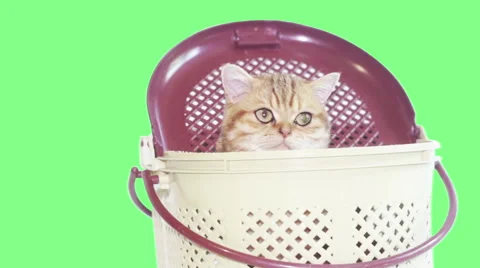 Kitten in a basket on a green screen Stock Footage 63184442
