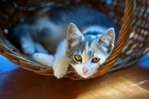 Kitten in basket Stock Photos