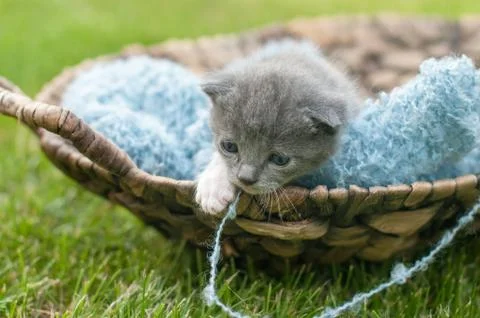 Kitten in a basket Foto stock