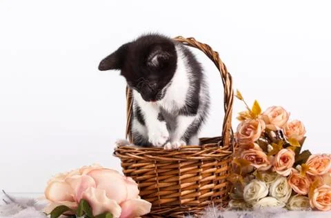 Kitten in basket Stock Photos