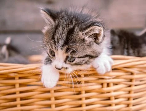 Kitten in a basket Stock Photos