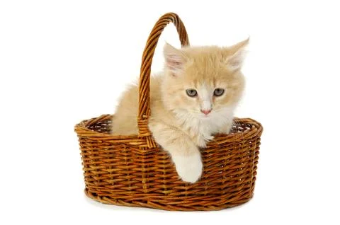 Kitten in basket Stock Photos