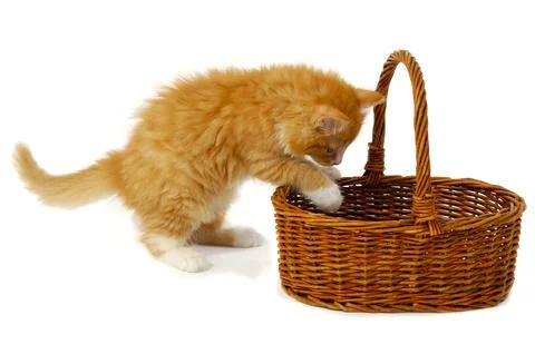 Kitten in basket Stock Photos
