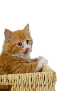 Kitten in basket Stock Photos