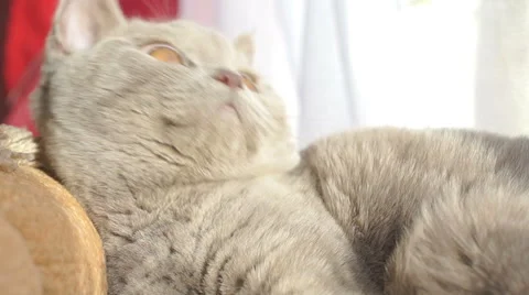 Kitten basking in the sun Видео 45588001