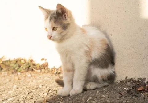 The kitten is basking in the sun Stock Photos