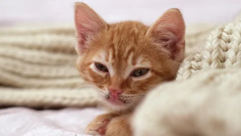 Kitten on bed with cozy beige large-knit scarf. Little pet looking at camera Video stock 271037003