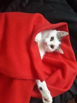 Kitten in the bed Stock Photos
