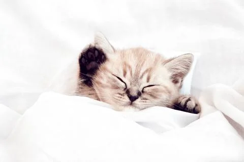 Kitten in bed under the covers. Cat sleeps in white bedding. Foto stock