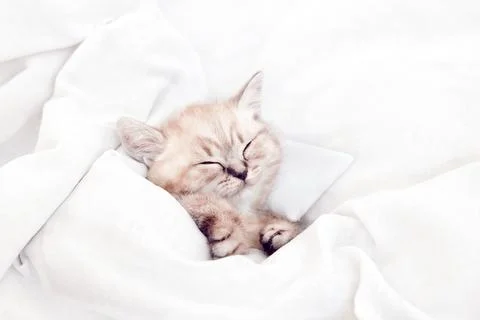 Kitten in bed under the covers. Cat in a white bed. Stock Photos