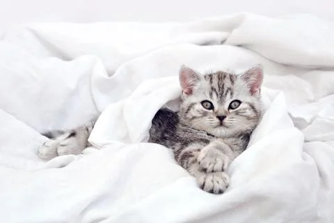 Kitten in bed under the covers. The cat is covered in bed.	 Stock Photos