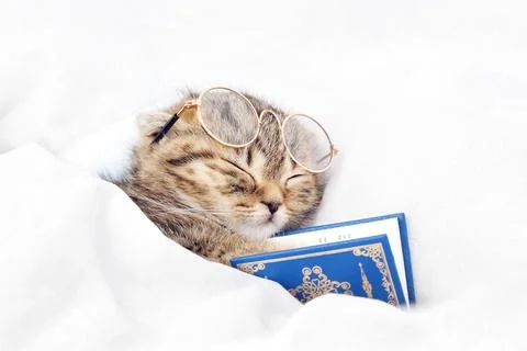 Kitten in bed under the covers. Stock Photos