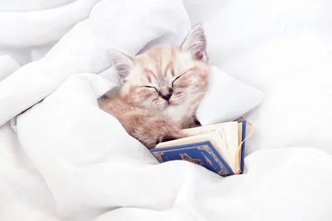 Kitten in bed under the covers. Stock Photos