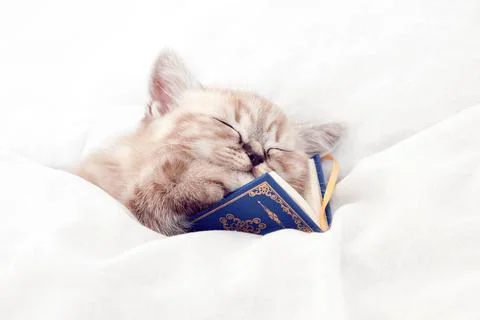 Kitten in bed under the covers. Stock Photos