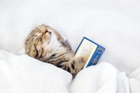 Kitten in bed under the covers. Stock Photos