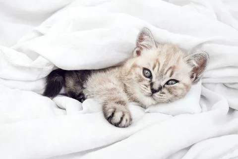 Kitten in bed under the covers. Stock Photos