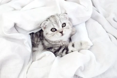 Kitten in bed under the covers. Stock Photos