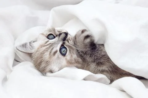 Kitten in bed under the covers. Stock Photos