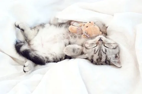 Kitten in bed under the covers. Foto stock