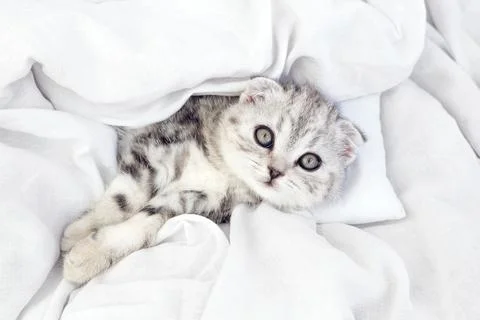 Kitten in bed under the covers. Stock-Fotos