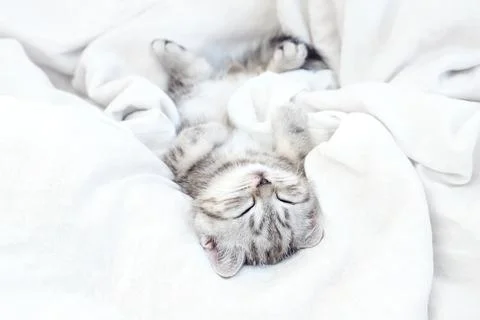 Kitten in bed under the covers. Stock Photos
