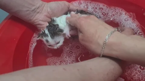 Kitten Begins Bathing - Hand Washing Kitten  Stock Footage 231222997