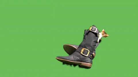 Kitten Behind Boots Stock Footage 37099208