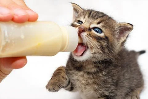 Kitten being bottle fed Stock Photos
