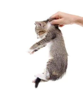 Kitten being hold Stock-Fotos