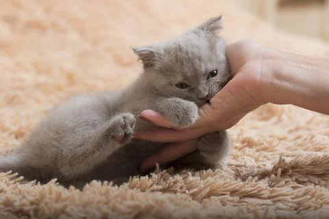 Kitten Bite The Hand Foto stock