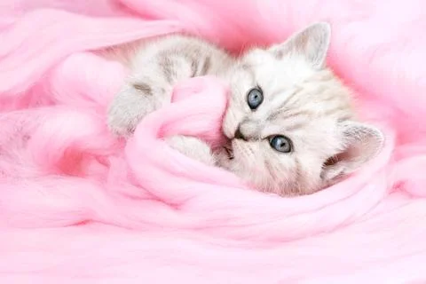 The kitten bites the wool. The cat is biting the pink cloth. Cat and pink.	 Foto stock