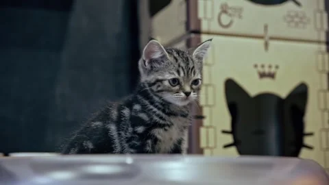 Kitten black and white sitting inside a shop looking around bit slow motion Video stock 280934575