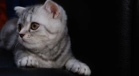 Kitten on black background closeup Stock Photos