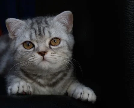 Kitten on black background closeup Stock Photos