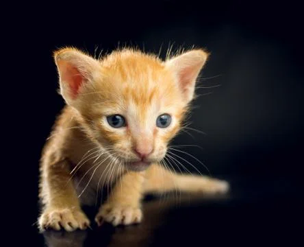 Kitten on black background Stock Photos