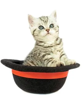 Kitten in black hat Stock Photos