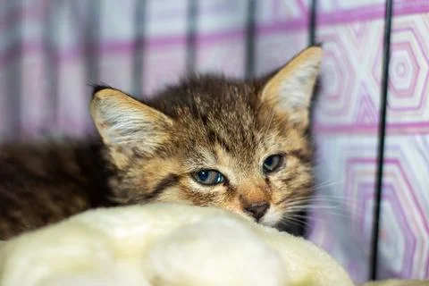 A kitten is on a blanket in a cage, looking at the camera Stock Photos
