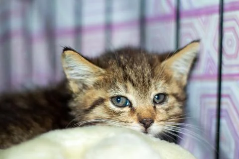 A kitten is on a blanket in a cage, looking at the camera Stock Photos