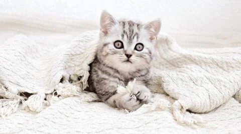 Kitten on a blanket. The cat is cold. Foto stock