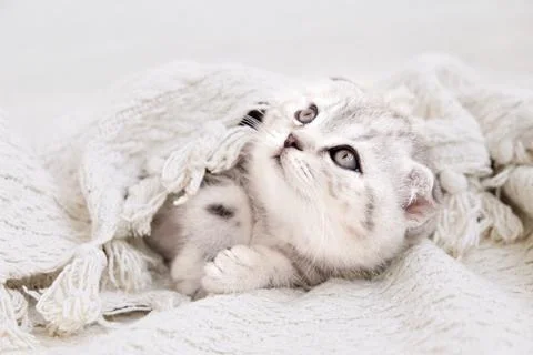 Kitten on a blanket. The cat is cold. Foto stock